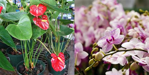 發財樹圖片|花開富貴過好年：10 個帶好運植栽推薦！金錢樹、發。